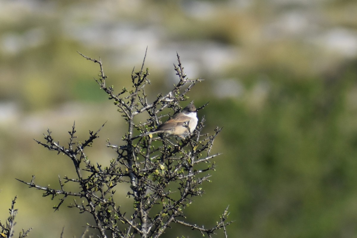 Greater Whitethroat - ML616795549