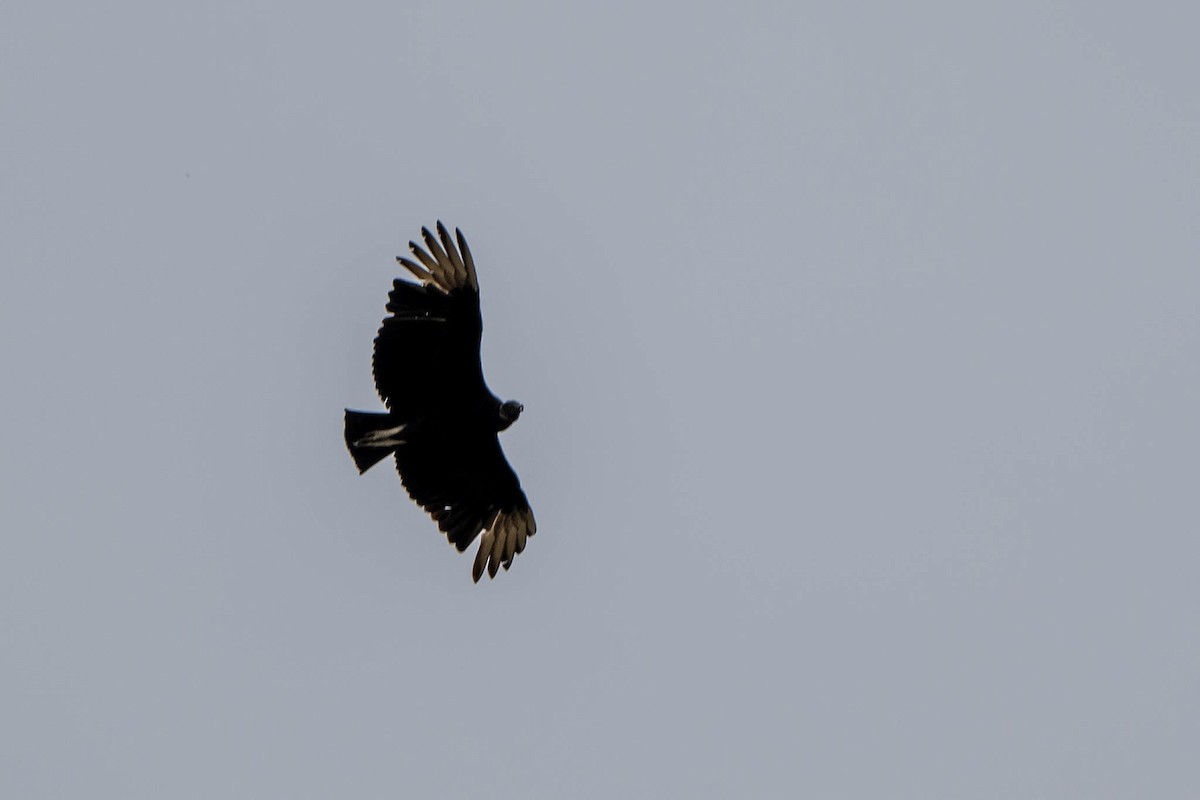 Black Vulture - ML616795617