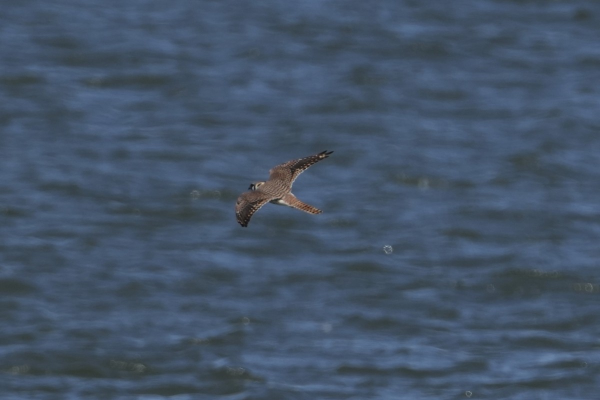 American Kestrel - ML616795664