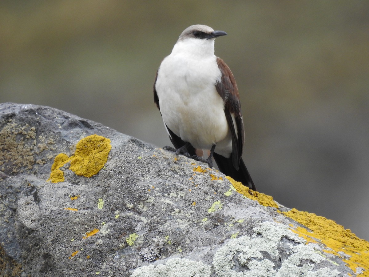 White-bellied Cinclodes - ML616795682