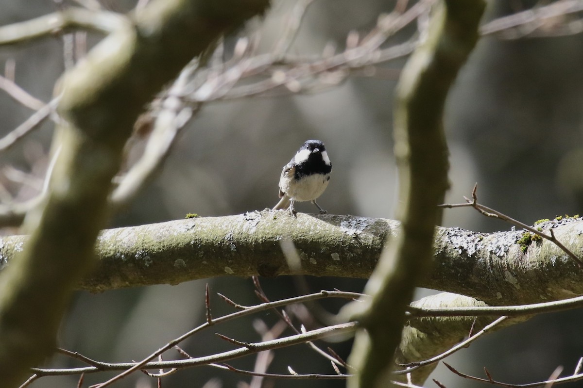 Coal Tit - David Rupp