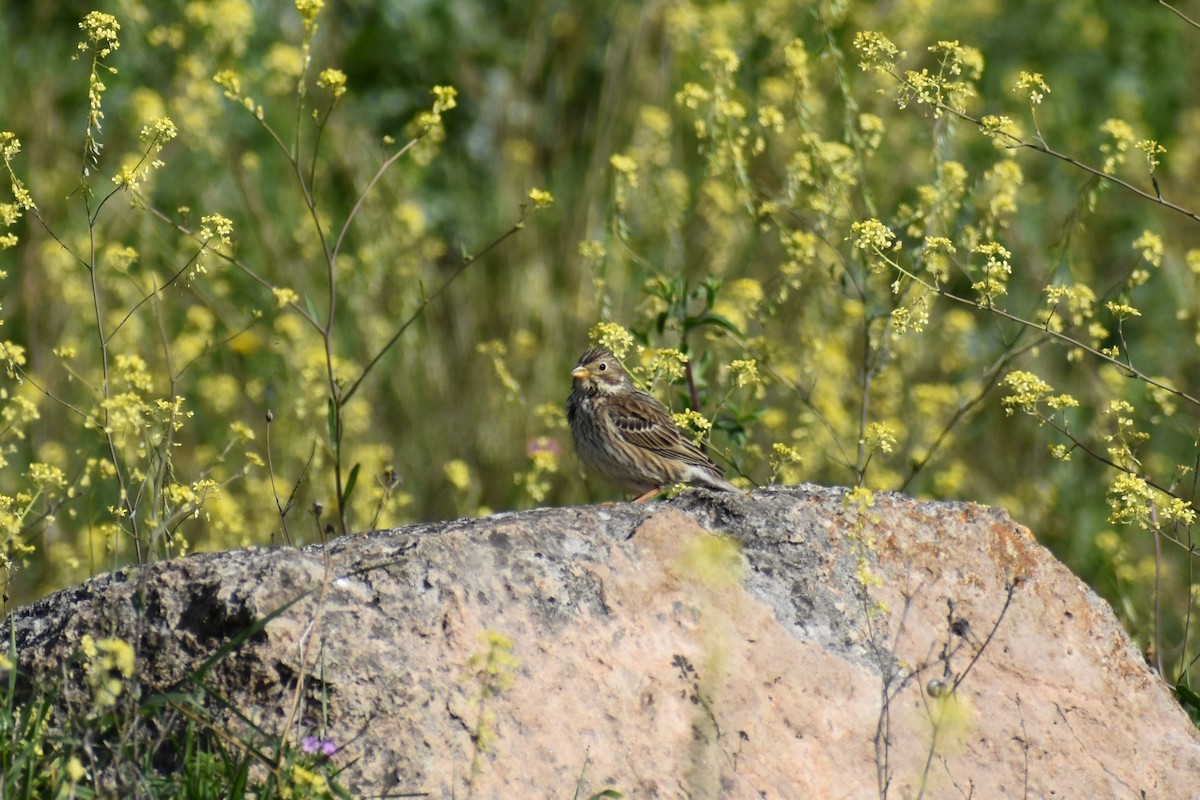 Corn Bunting - David Lichter