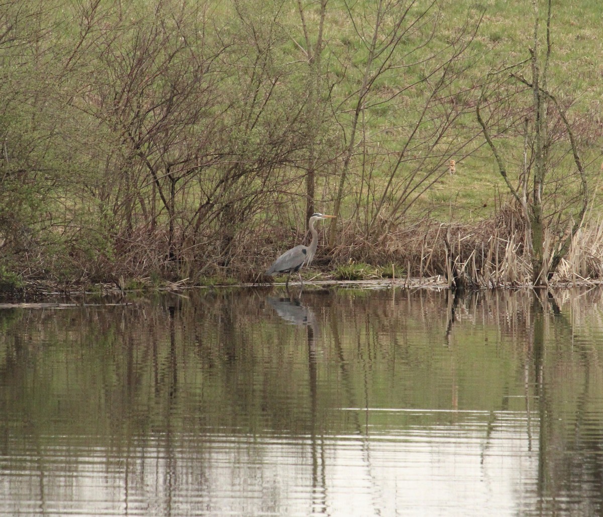 Great Blue Heron - ML616795723