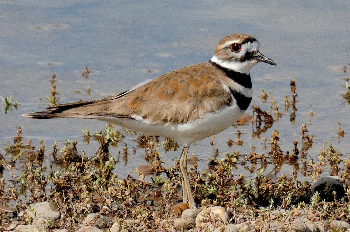 Killdeer - ML616795787