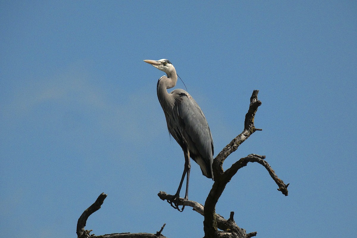 Great Blue Heron - ML616795801