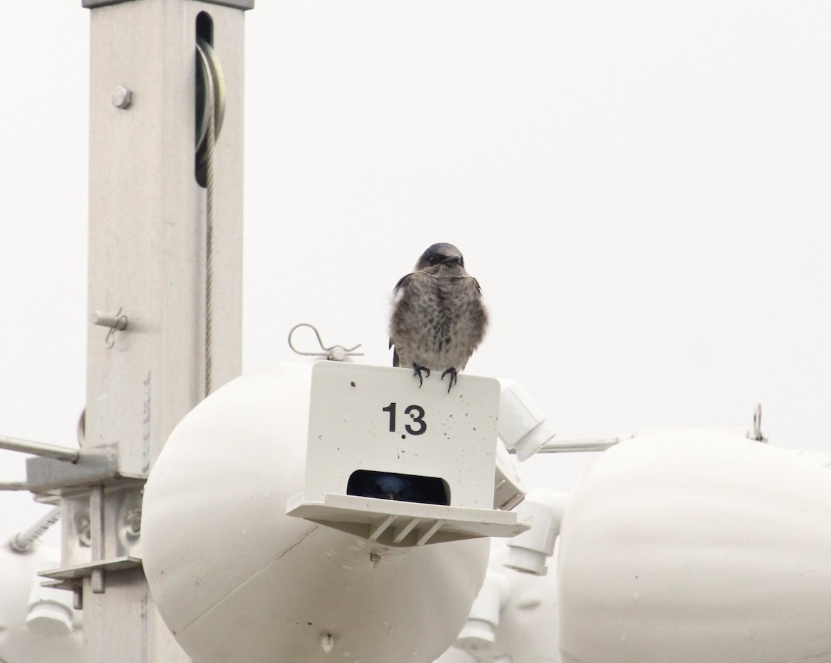 Purple Martin - James Trusky