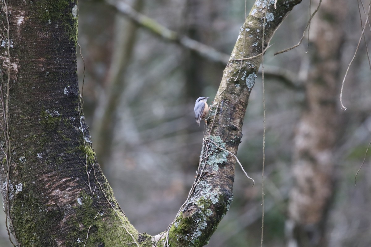 Eurasian Nuthatch - David Rupp