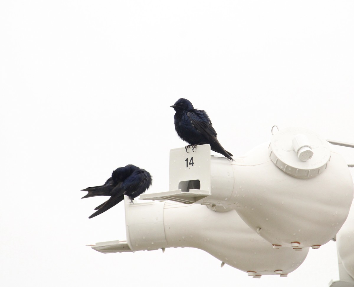 Purple Martin - James Trusky