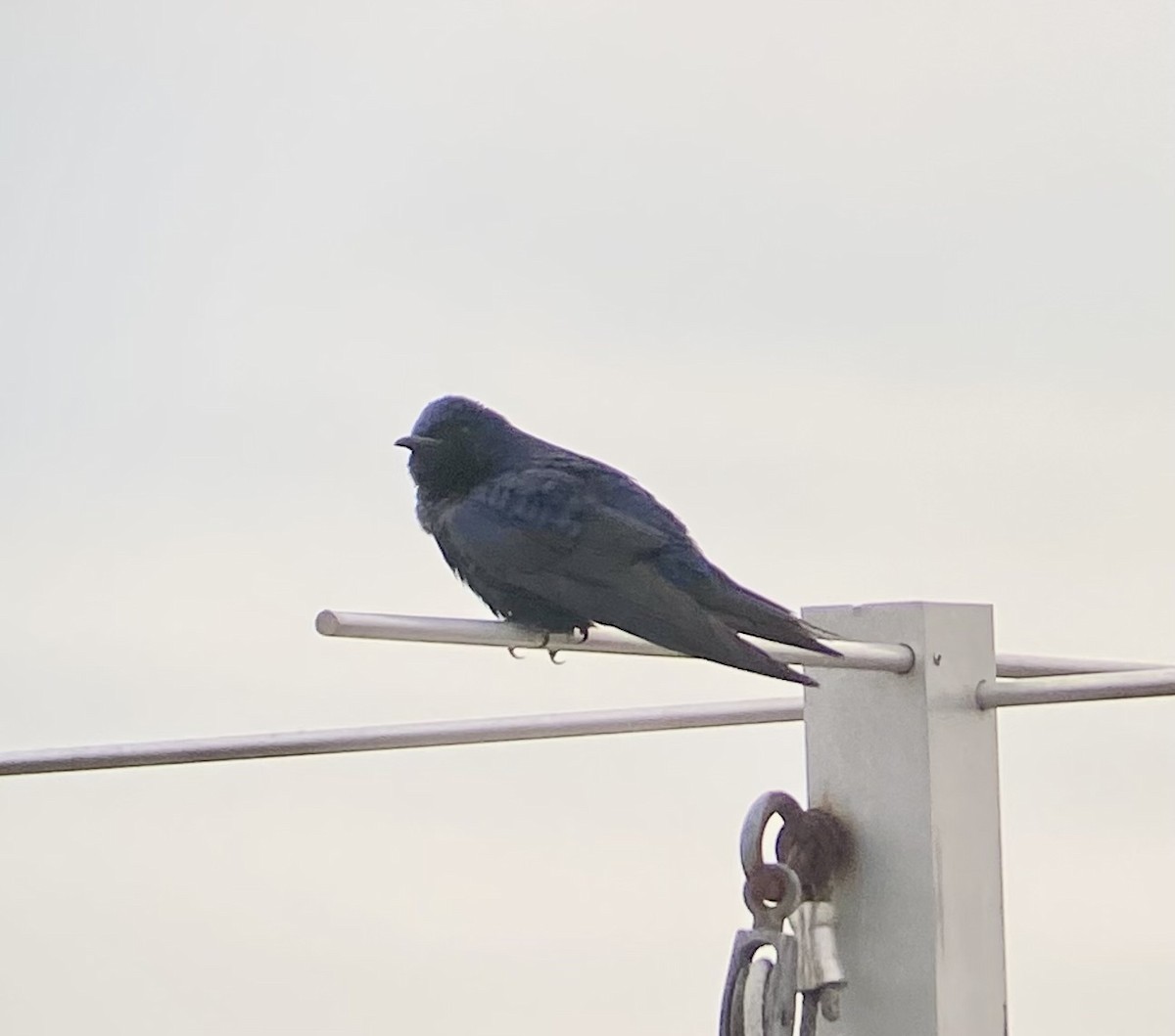 Purple Martin - ML616796071