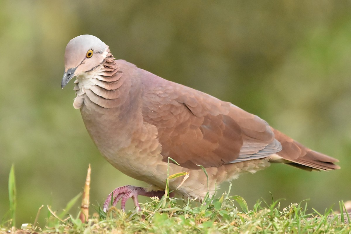 White-throated Quail-Dove - ML616796077