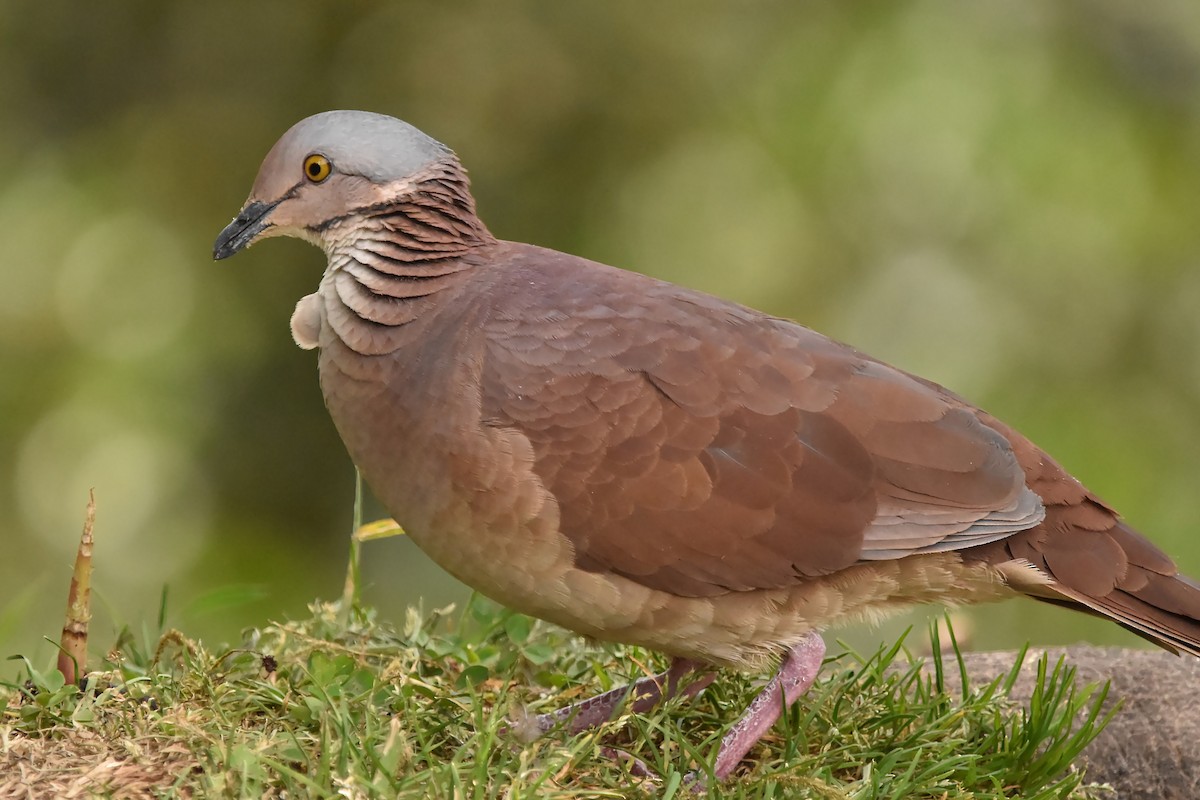 White-throated Quail-Dove - Kendell Loyd