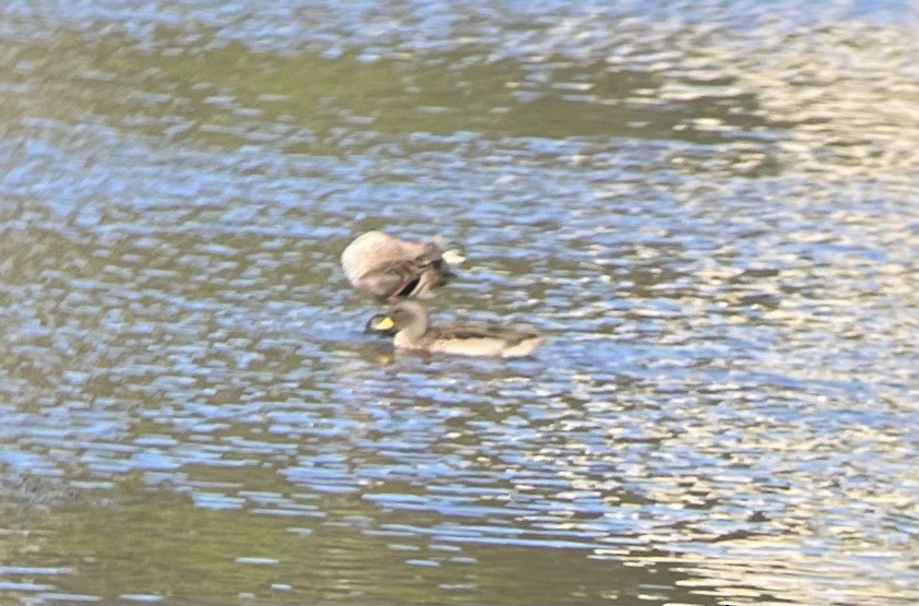 Yellow-billed Teal - Anne Gaiennie