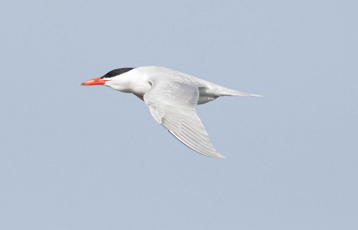 Caspian Tern - ML616796116