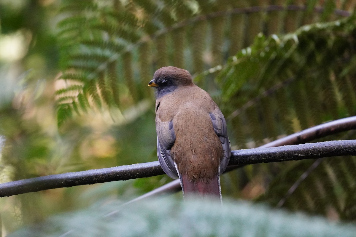 Collared Trogon - Miklos Zoldi