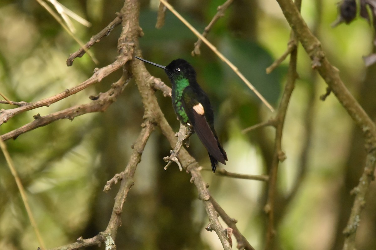 Buff-winged Starfrontlet - Kendell Loyd