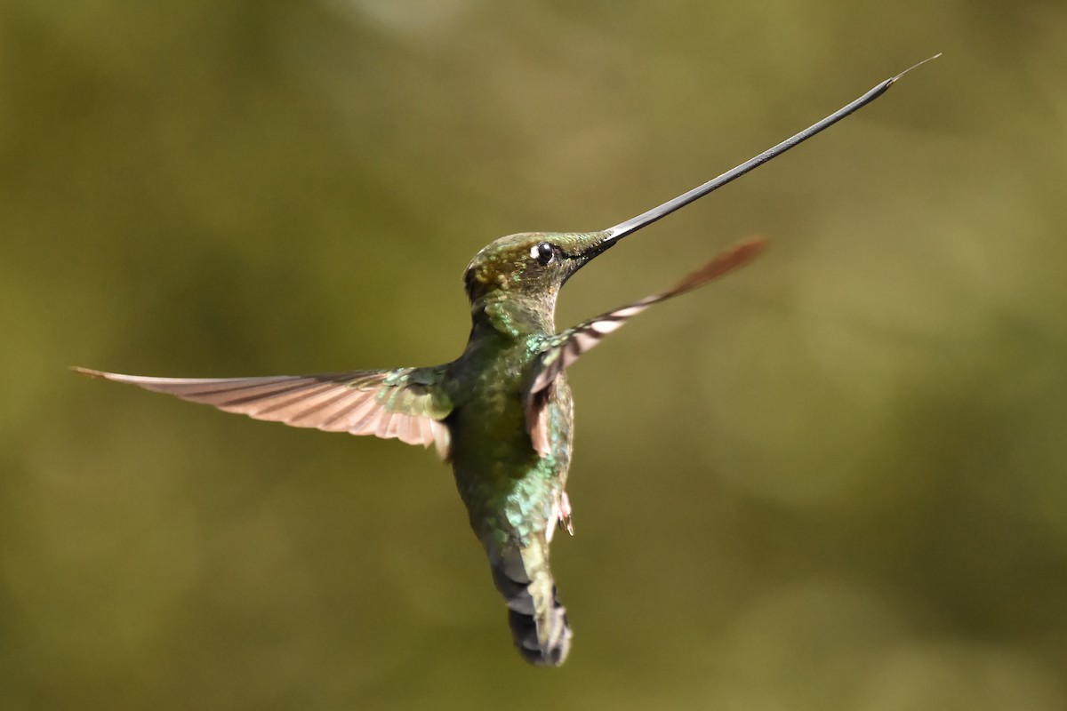 Sword-billed Hummingbird - ML616796156