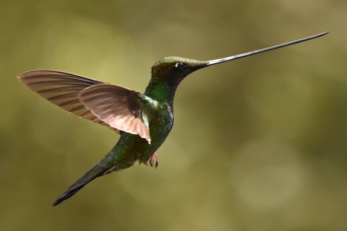 Sword-billed Hummingbird - ML616796157