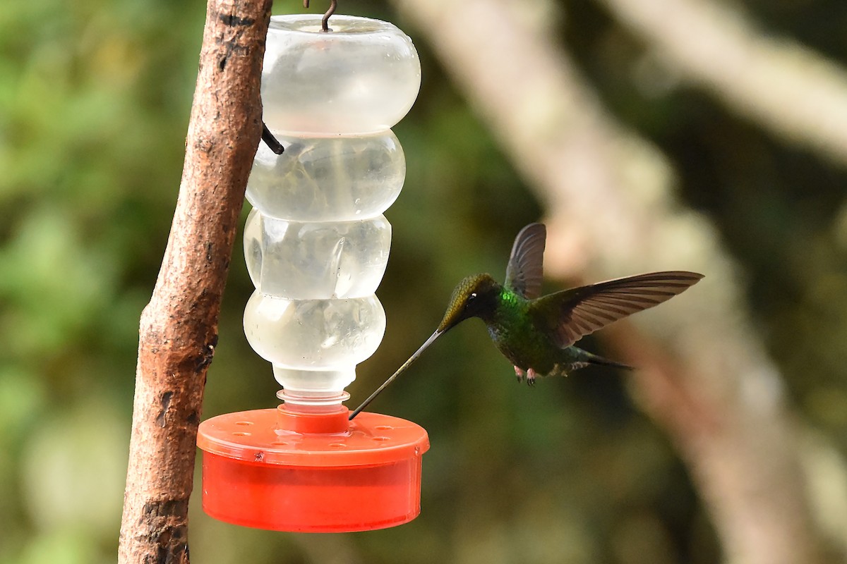 Sword-billed Hummingbird - ML616796158