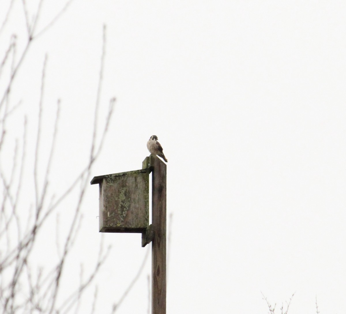 American Kestrel - ML616796198