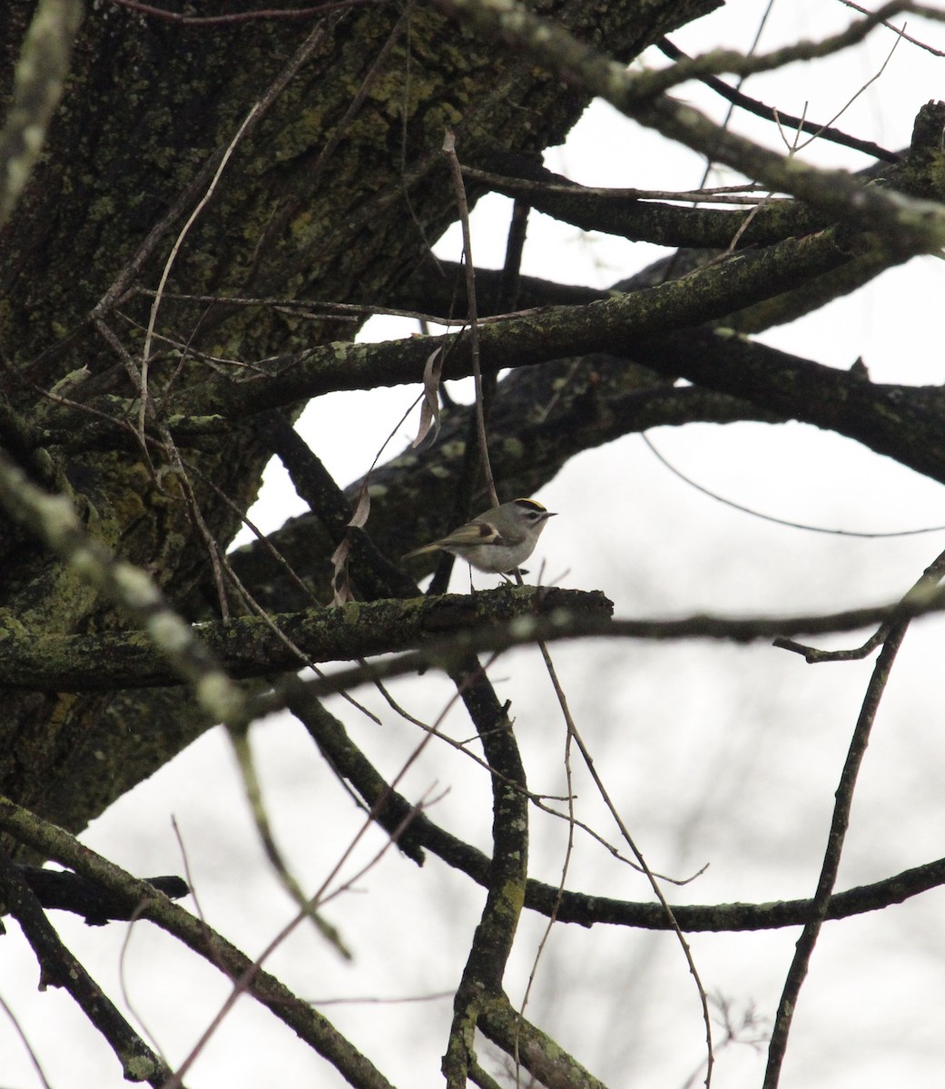 Golden-crowned Kinglet - ML616796209