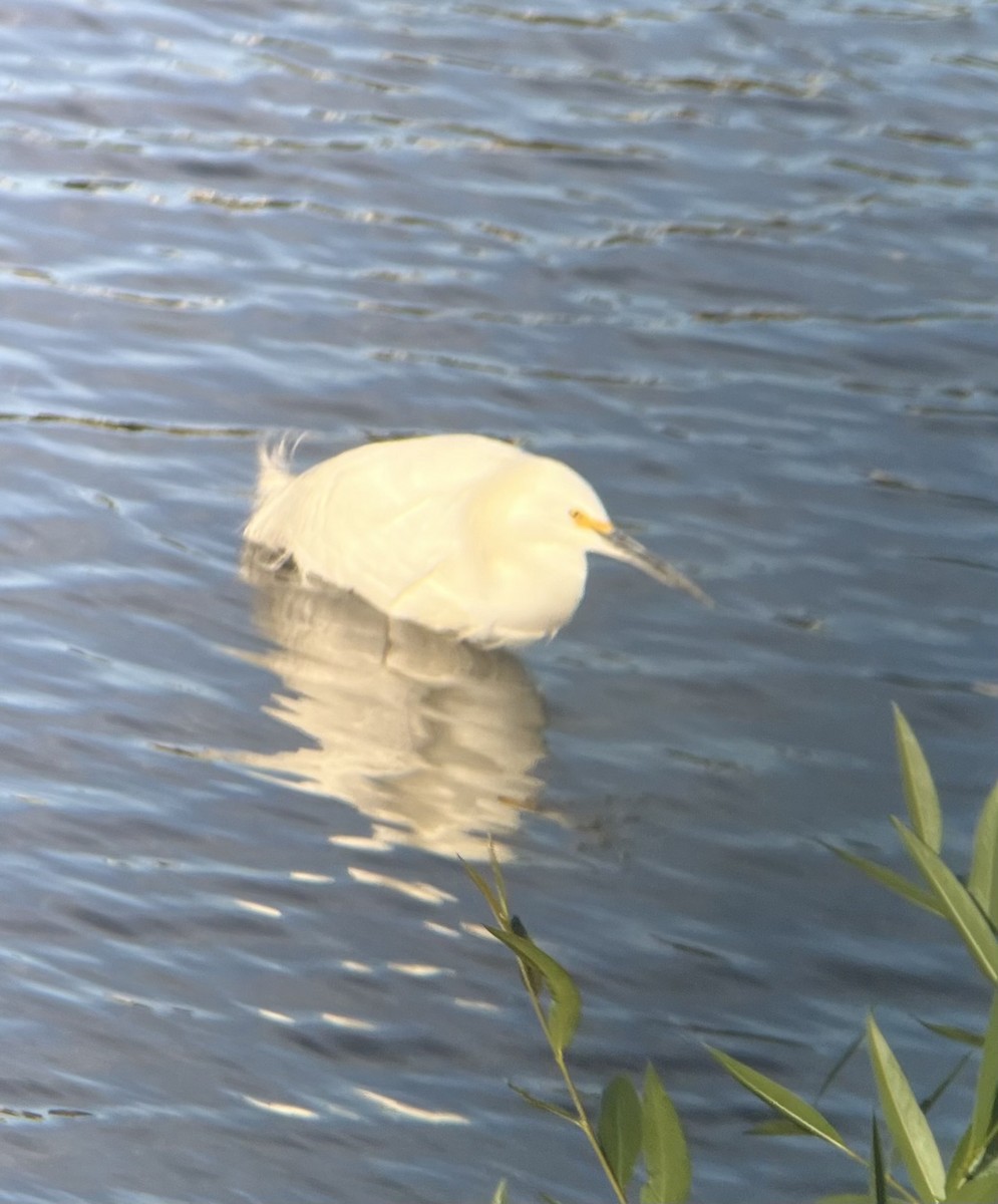 Snowy Egret - ML616796223