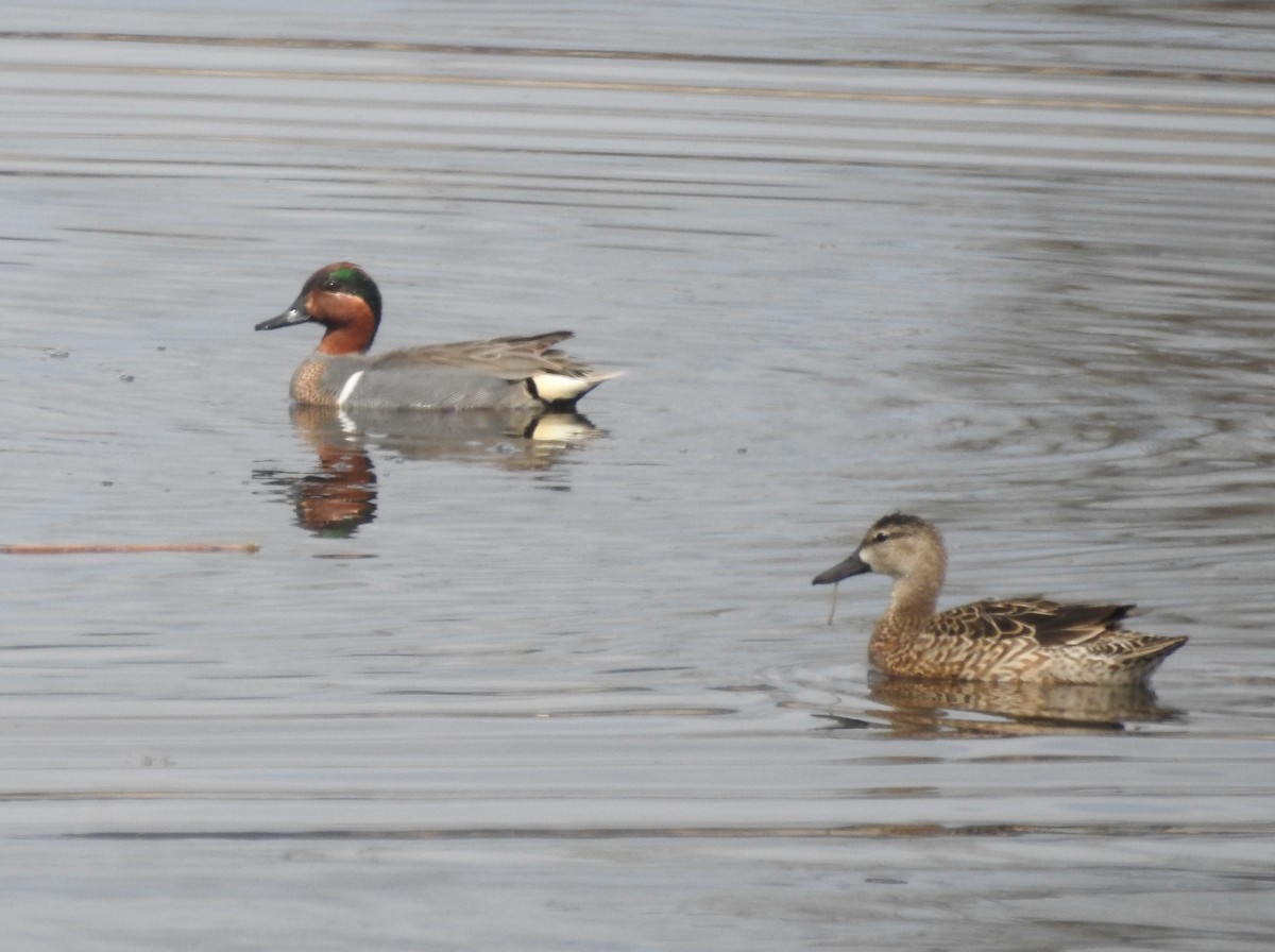 Green-winged Teal - ML616796225