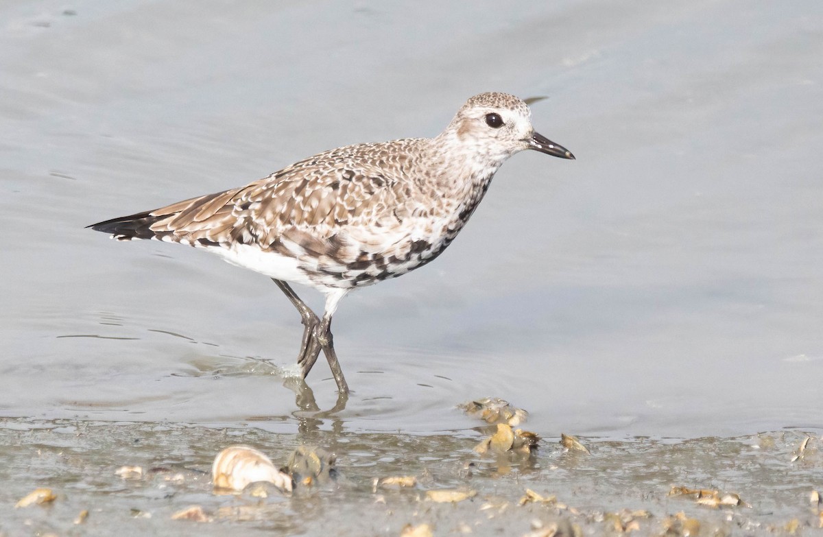 Black-bellied Plover - ML616796231