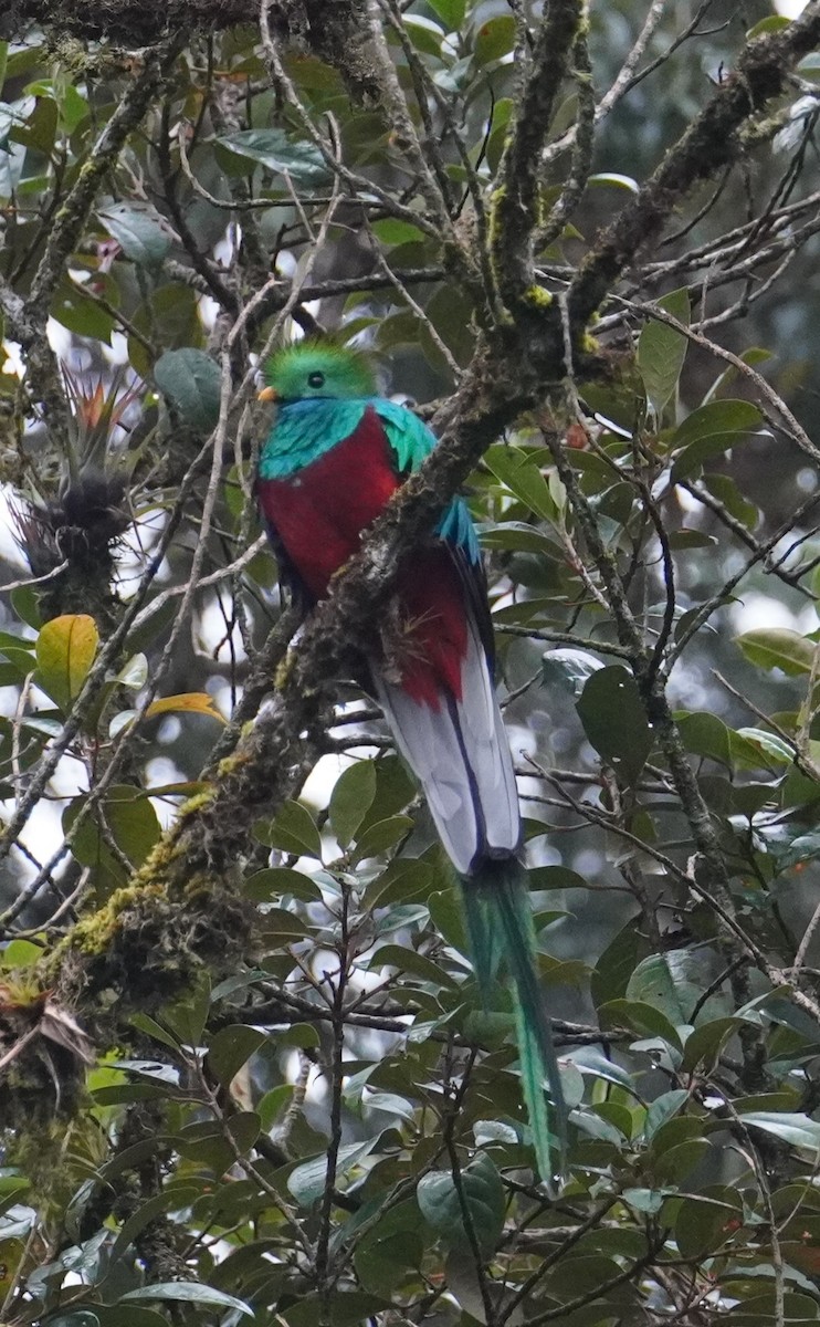 Resplendent Quetzal - Miklos Zoldi