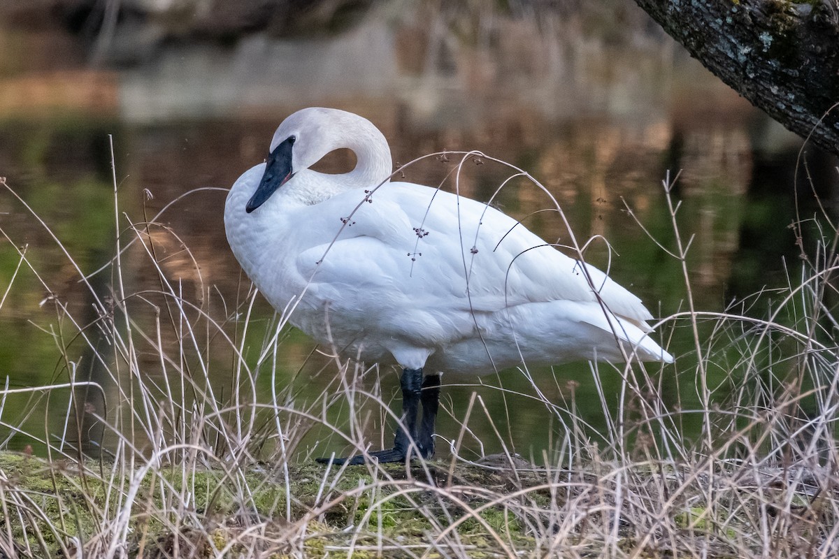 Trumpeter Swan - ML616796282