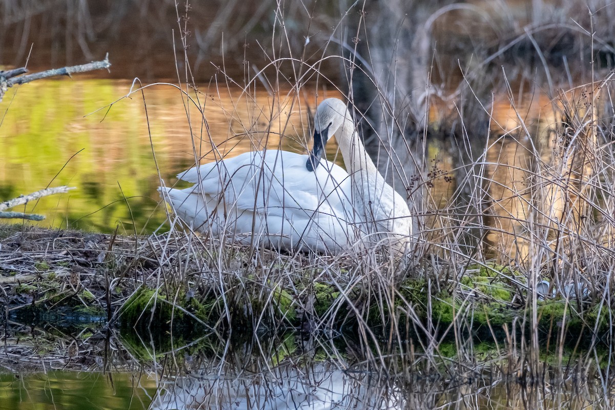 Trumpeter Swan - ML616796293