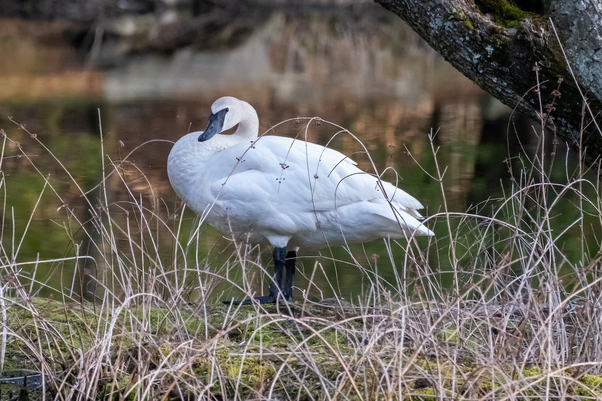 Cygne trompette - ML616796302