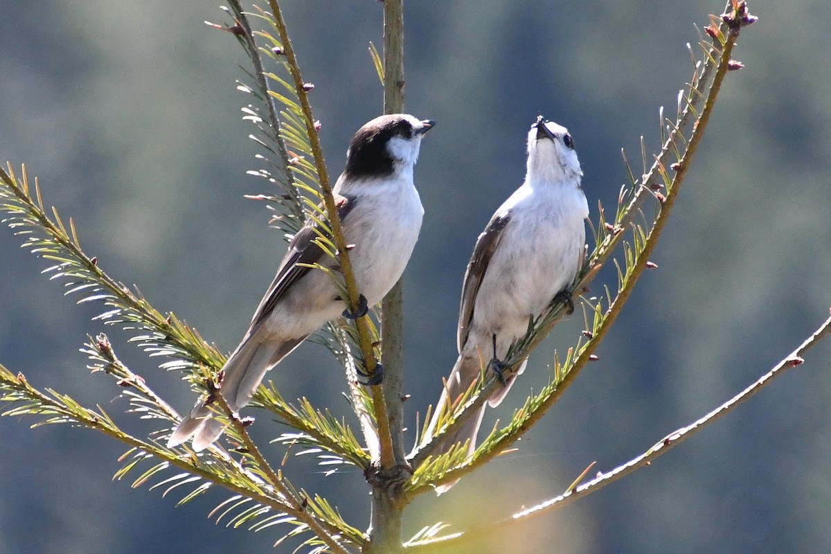 Canada Jay - ML616796305