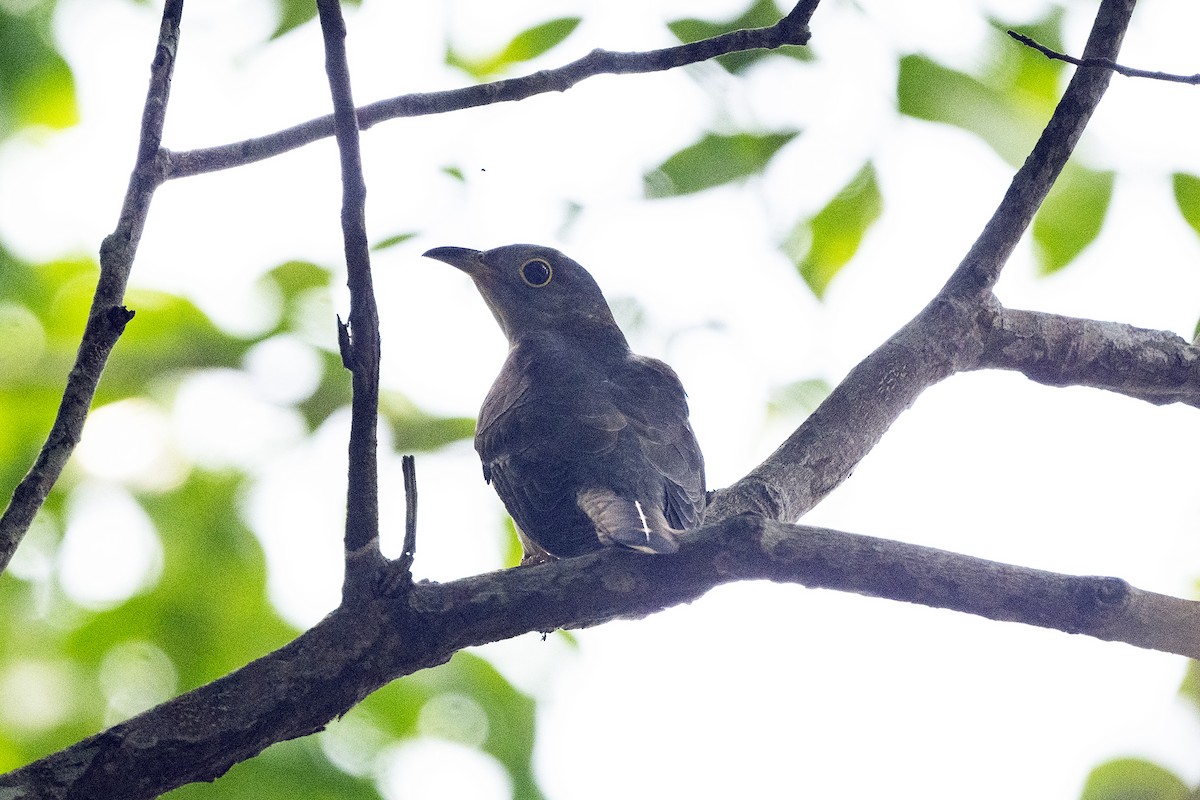 Indian Cuckoo - ML616796306