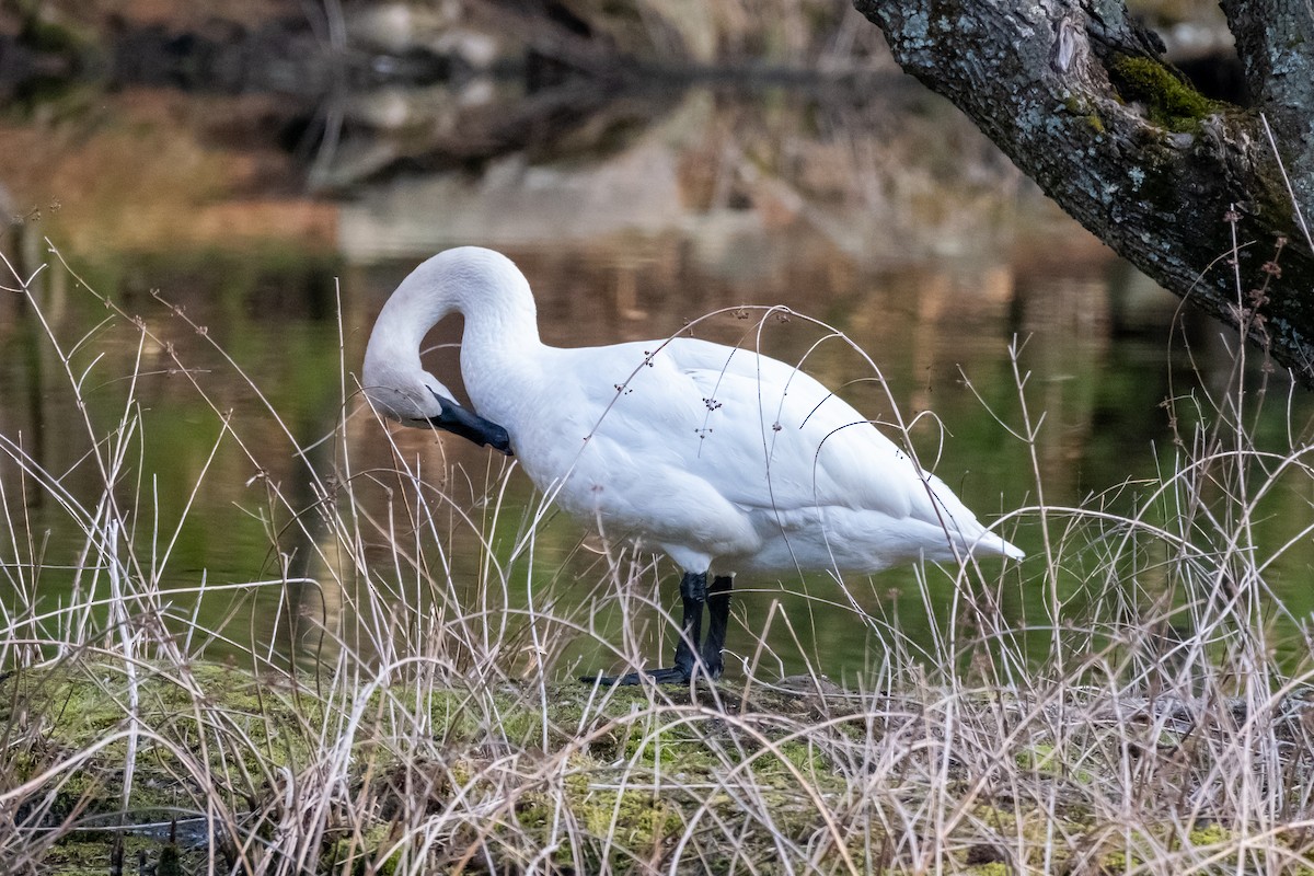 Cygne trompette - ML616796312