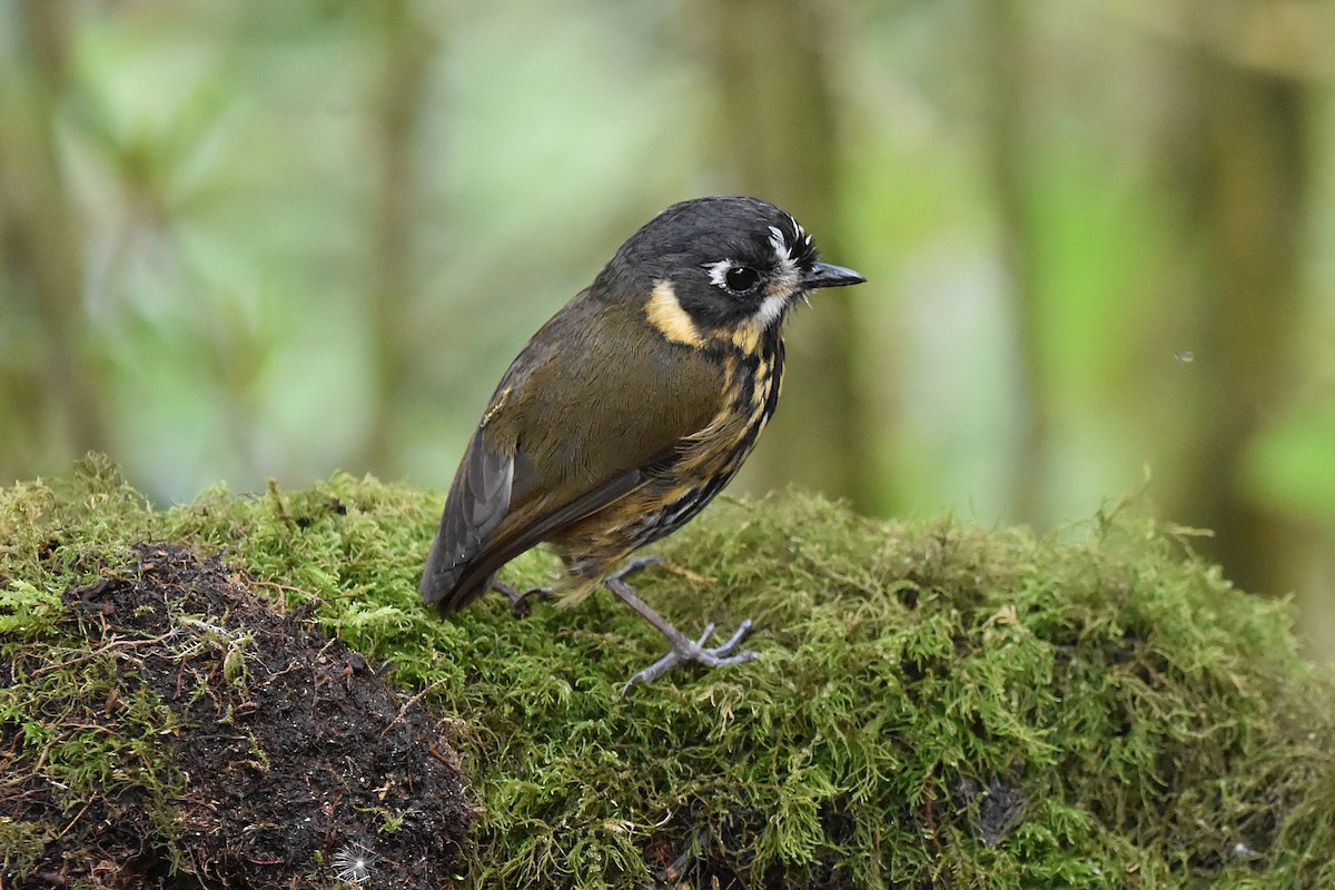 Crescent-faced Antpitta - Kendell Loyd