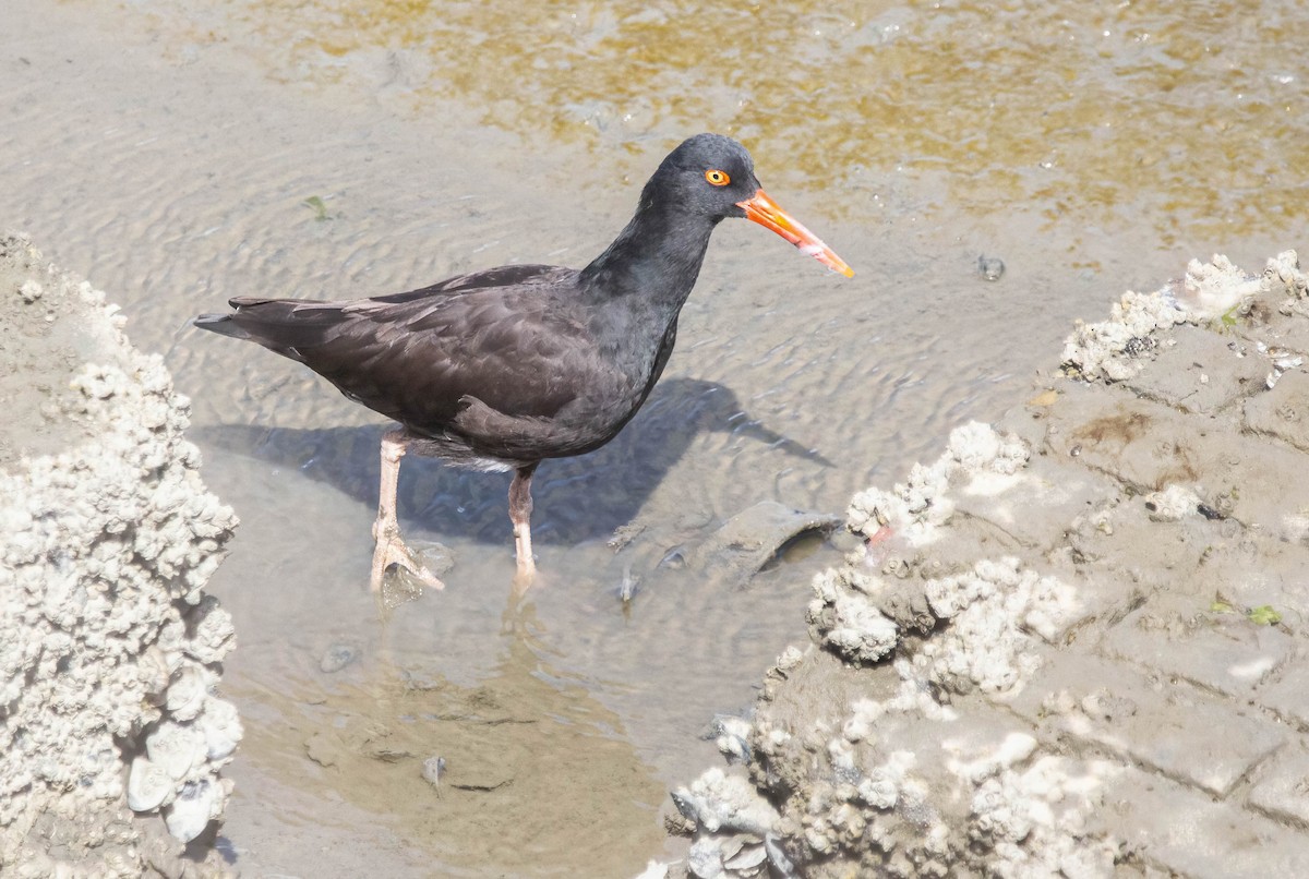 Black Oystercatcher - ML616796375