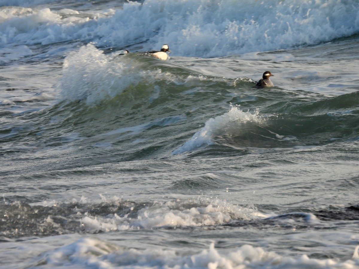 Bufflehead - ML616796439