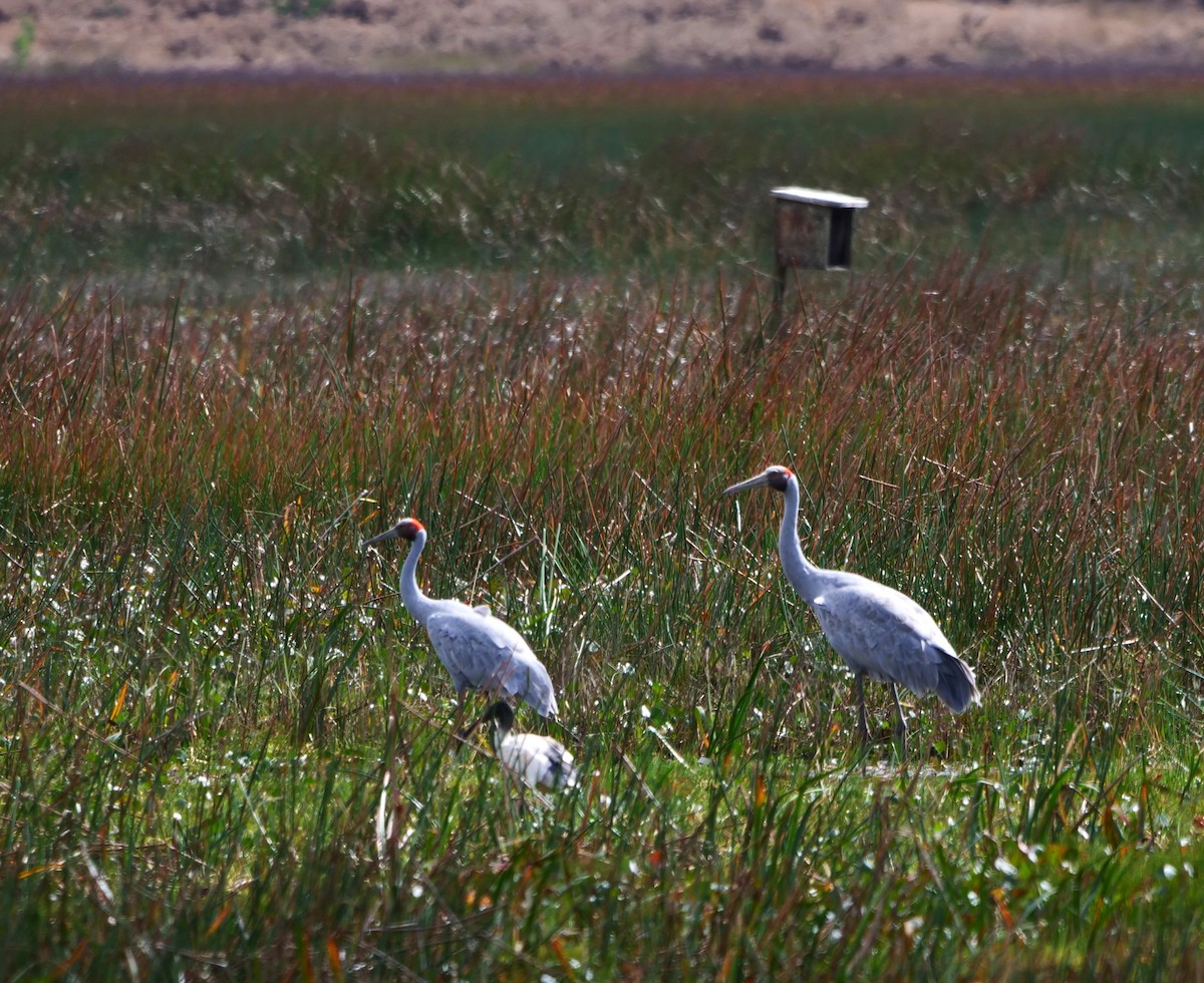 Grue brolga - ML616796515