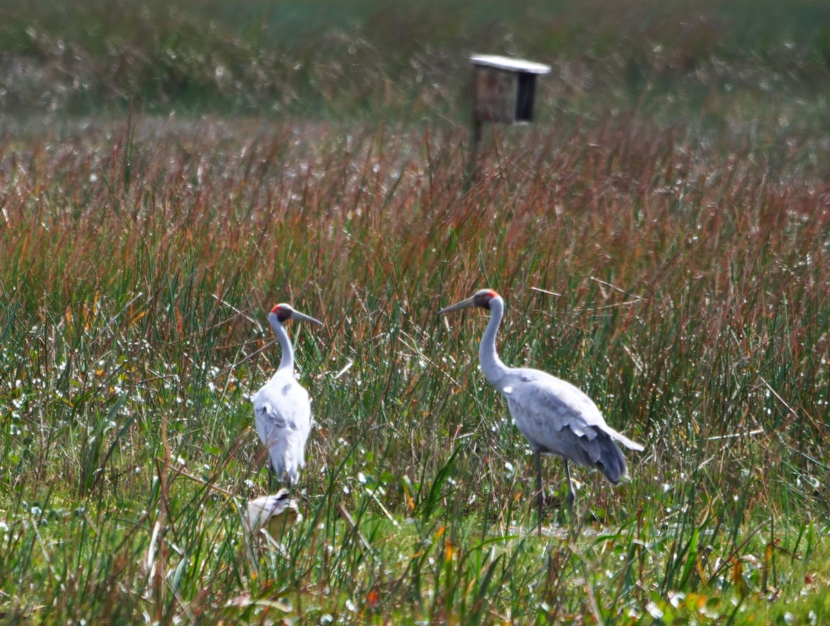 Grulla Brolga - ML616796517