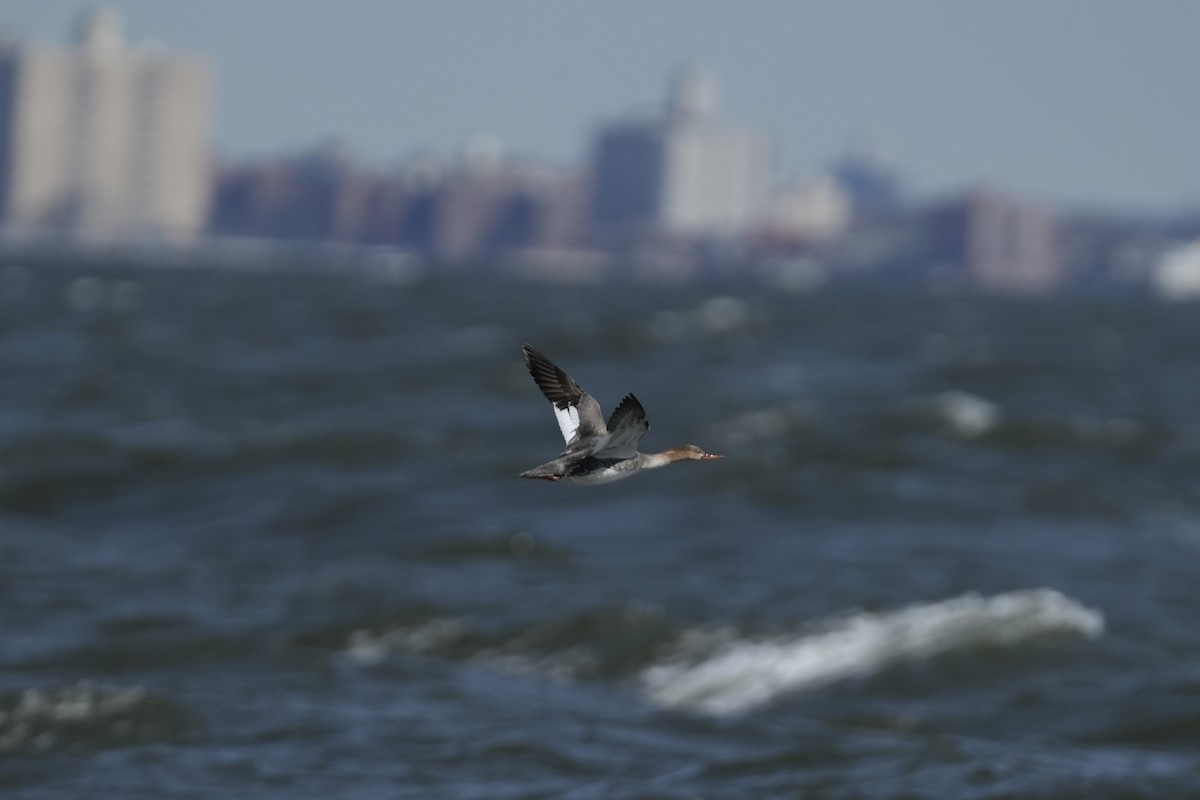 Red-breasted Merganser - ML616796532