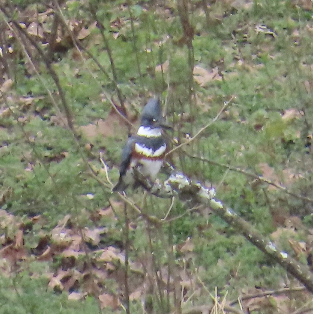 Belted Kingfisher - ML616796552