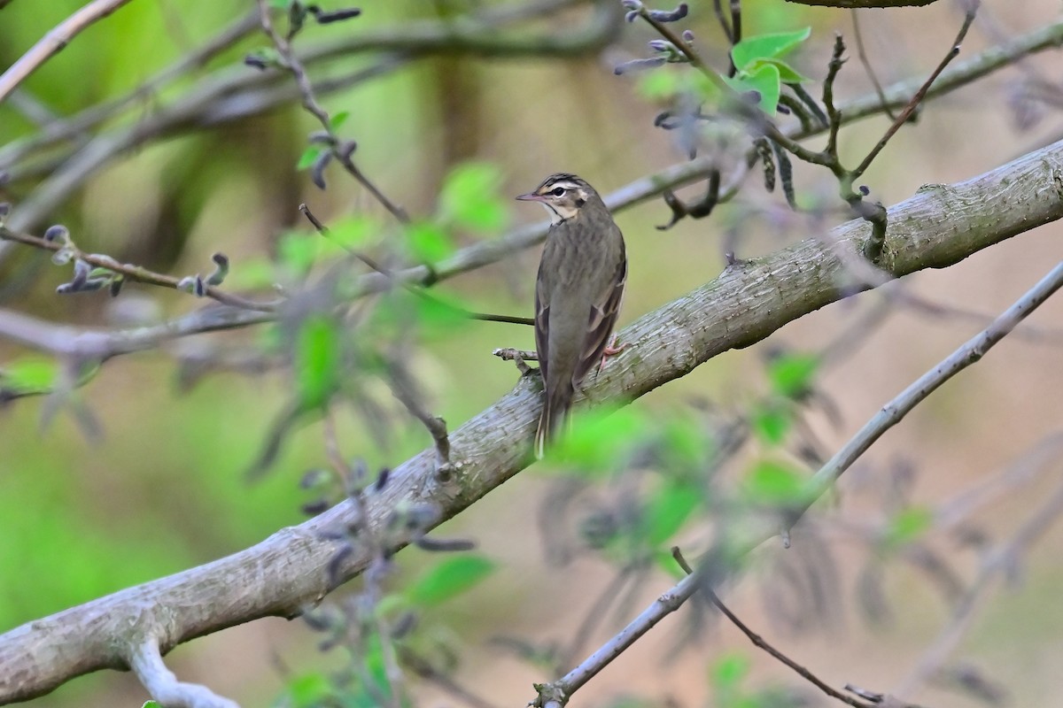 Olive-backed Pipit - Weber Tsai