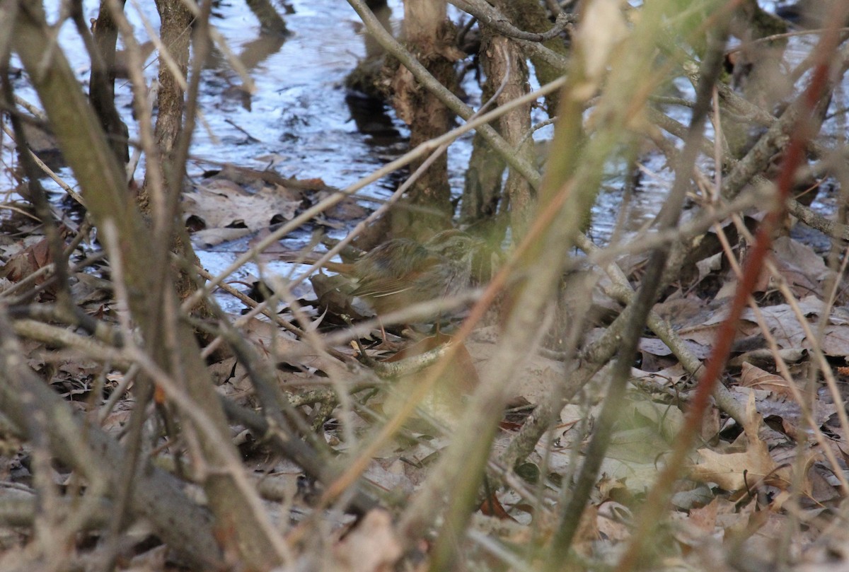 Swamp Sparrow - James Trusky