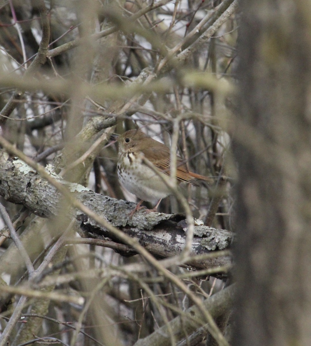 Hermit Thrush - ML616796718