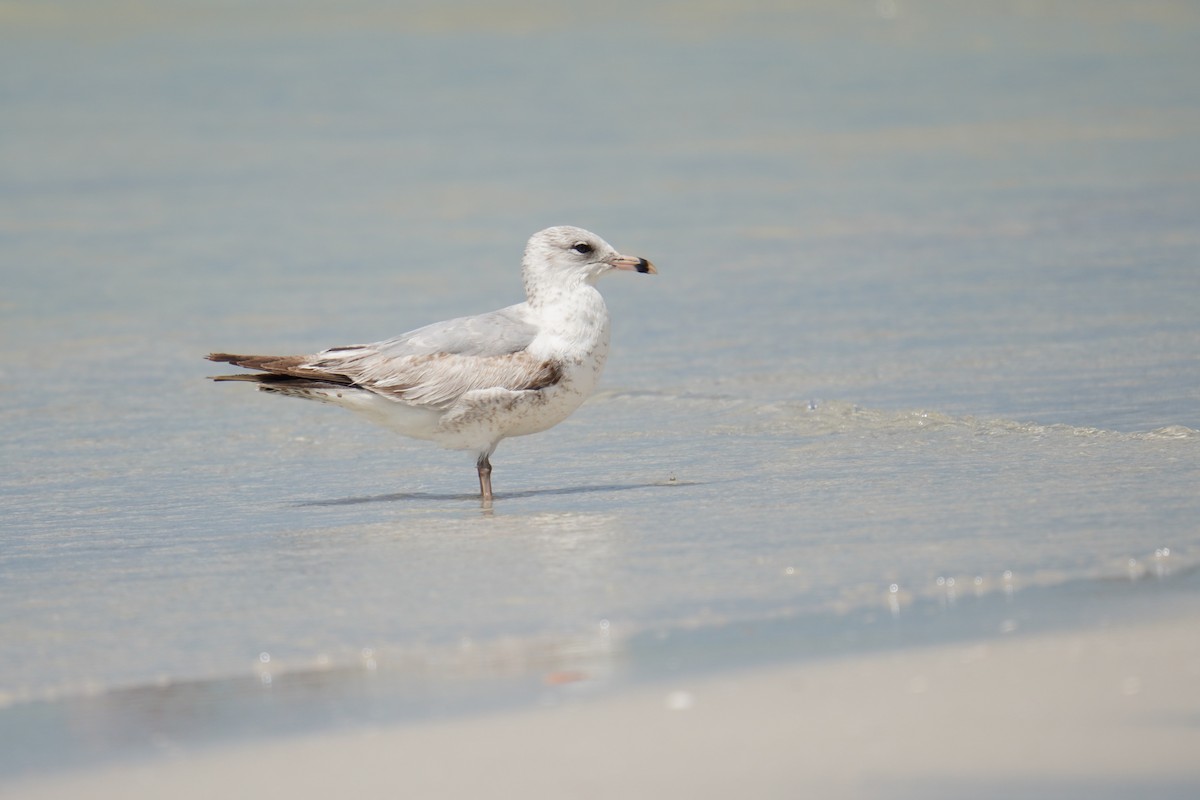 Ring-billed Gull - ML616796751