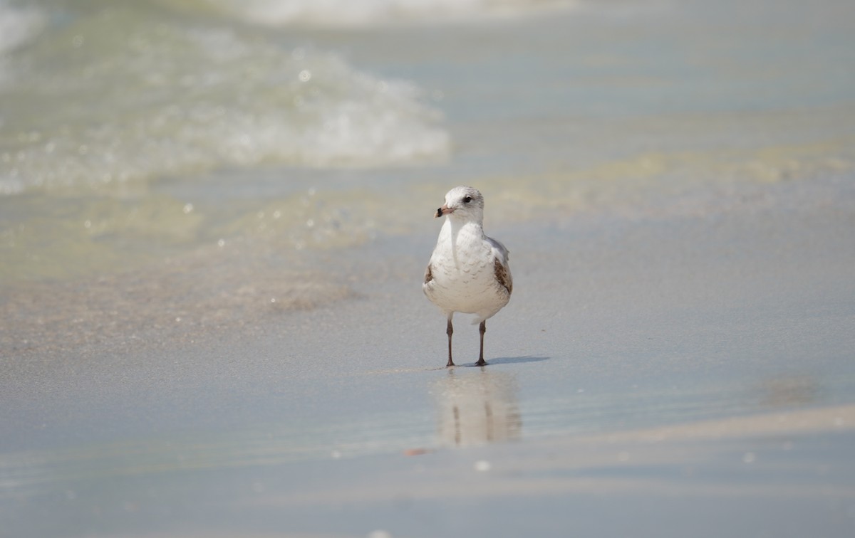 Ring-billed Gull - ML616796752