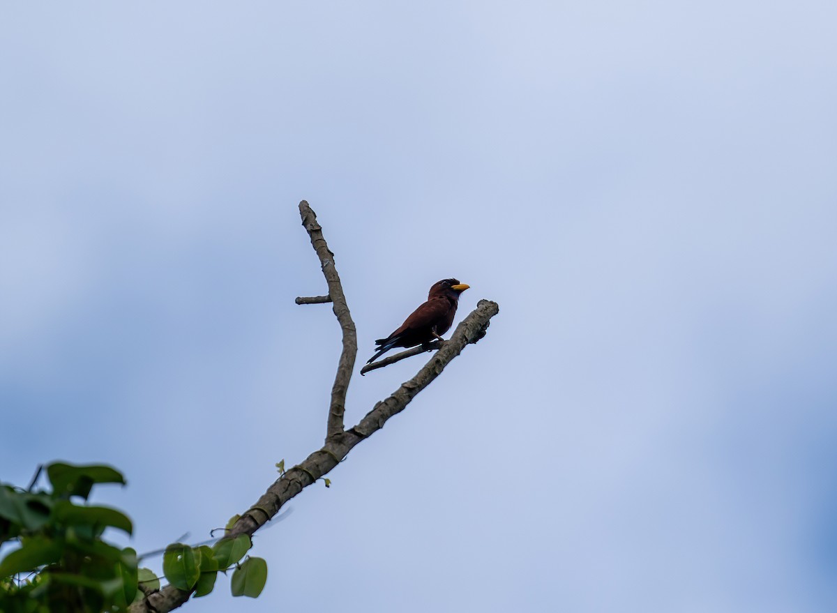 Blue-throated Roller - ML616796780