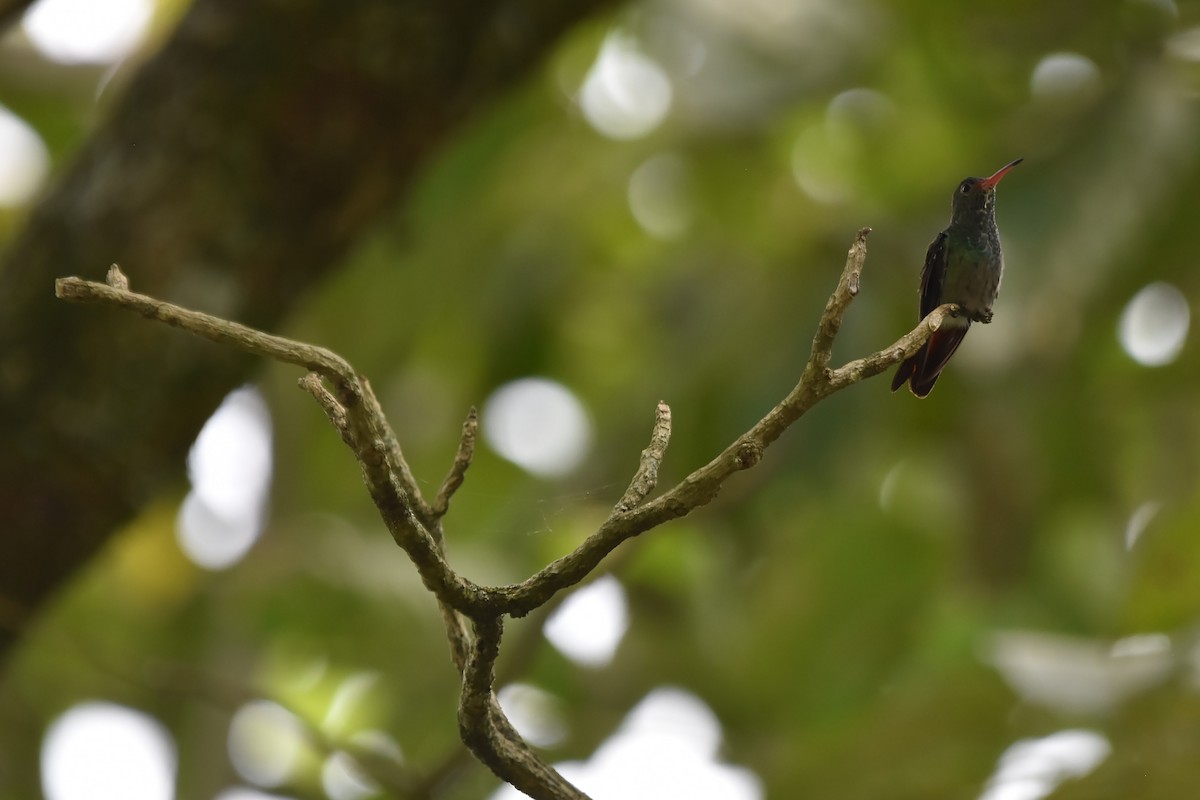 Rufous-tailed Hummingbird - Kendell Loyd