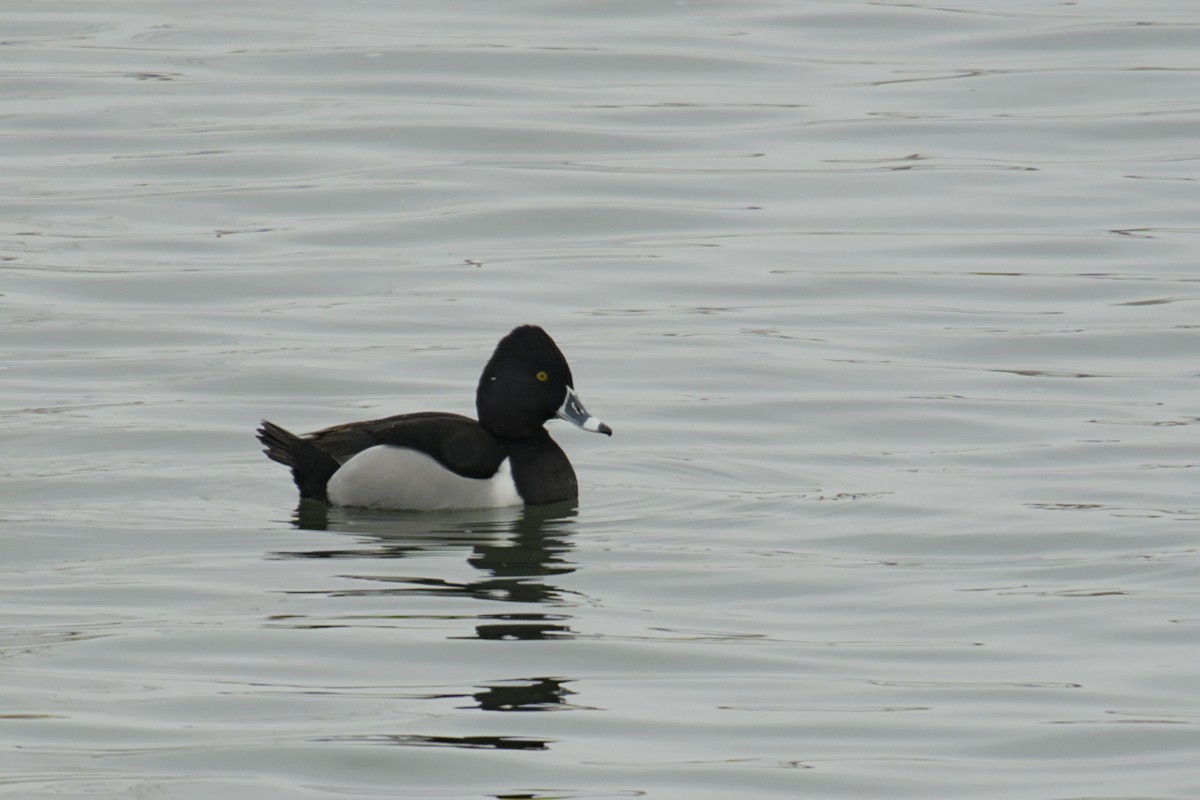 Ring-necked Duck - ML616796821