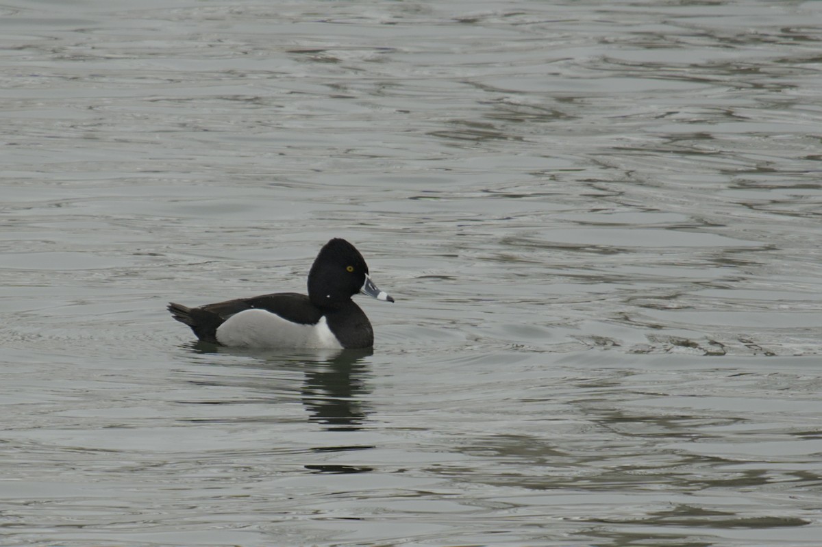 Ring-necked Duck - ML616796822